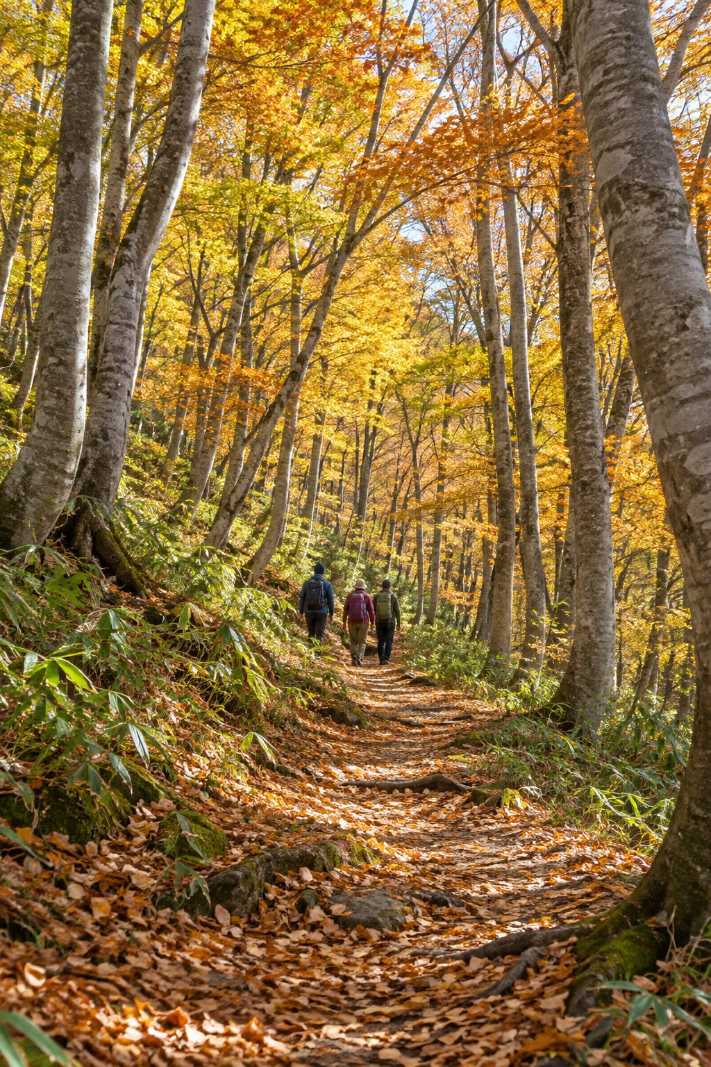 紅葉したブナの森の小道を歩くガイドと参加者